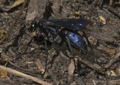 Apoidea
