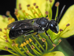 Hylaeus gibbus