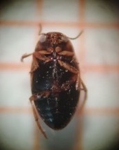 Hydroglyphus geminus