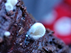 Crepidotus variabilis