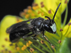 Hylaeus gibbus