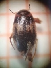 Hydroglyphus geminus