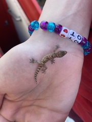 Hemidactylus turcicus