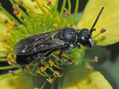Hylaeus gibbus
