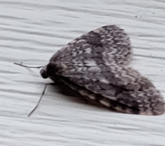 Operophtera occidentalis