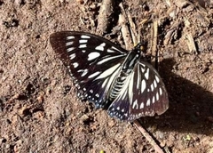 Euripus nyctelius