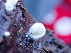 Crepidotus variabilis