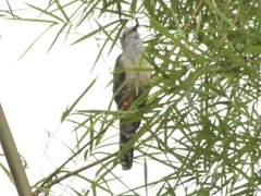 Cacomantis merulinus