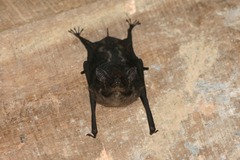 Saccopteryx