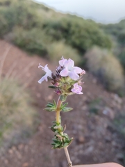 Thymus zygis