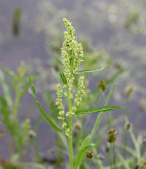 Rumex triangulivalvis