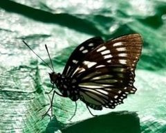 Euripus nyctelius