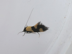 Opogona comptella