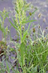 Rumex triangulivalvis