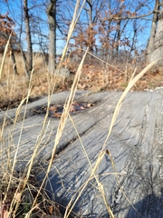 Sporobolus compositus