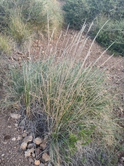 Macrochloa tenacissima