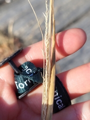 Sporobolus compositus