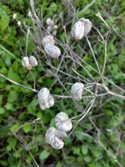 Prangos trifida