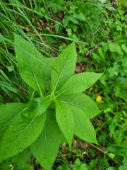 Senecio propinquus