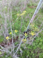 Prangos trifida
