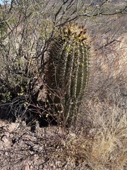 Ferocactus emoryi