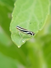 Sibovia sagata