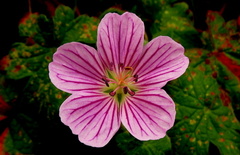 Geranium flanaganii