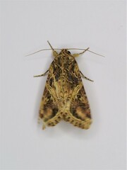 Spodoptera cosmioides