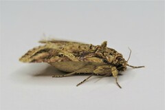 Spodoptera cosmioides