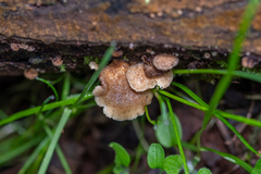 Fungi