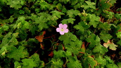Geranium flanaganii