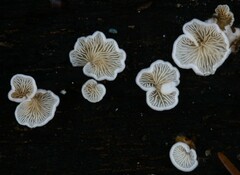 Entoloma byssisedum