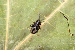 Heterogaster urticae
