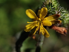 Triumfetta rhomboidea