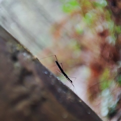 Hydrometra stagnorum