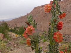 Caiophora chuquitensis