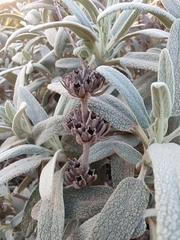 Phlomis purpurea