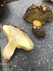 Suillus fuscotomentosus