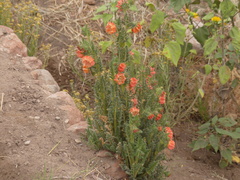 Caiophora chuquitensis