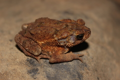 Ingerophrynus biporcatus