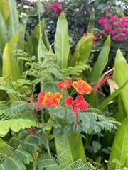 Caesalpinia