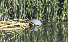 Emydidae