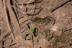 Leptodactylus macrosternum