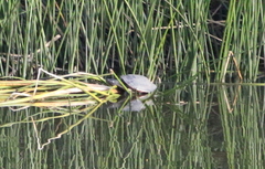Emydidae