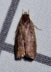 Psilocorsis reflexella