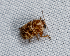 Pachybrachis turbidus