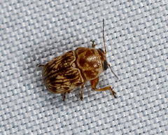 Pachybrachis turbidus