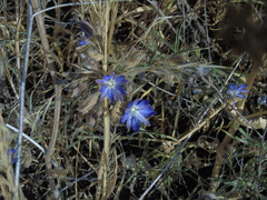 Malesherbia linearifolia