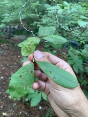 Rhododendron canescens