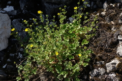 Potentilla asperrima